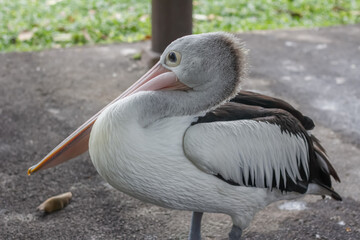 Close-up portrait of an Australian pelican (Pelecanus conspicillatus). Australian pelican is a large waterbird. Bird in natural environment.