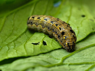The caterpillars (larvae) are greenish brown with a pattern of black and yellow spots, on a green vegetable with holes, indicating feeding activity. Macro photo. © Wendi