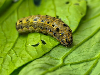 The caterpillars (larvae) are greenish brown with a pattern of black and yellow spots, on a green vegetable with holes, indicating feeding activity. Macro photo.