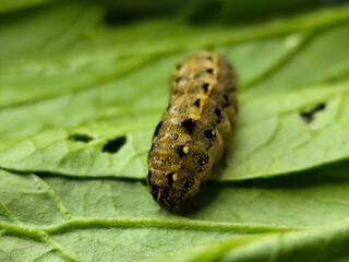 The caterpillars (larvae) are greenish brown with a pattern of black and yellow spots, on a green vegetable with holes, indicating feeding activity. Macro photo.