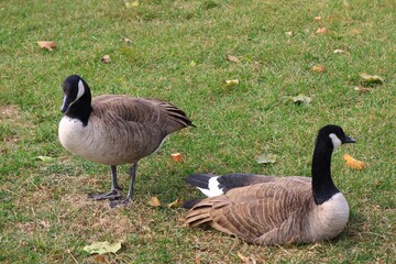 Canada goose（カナダ雁）