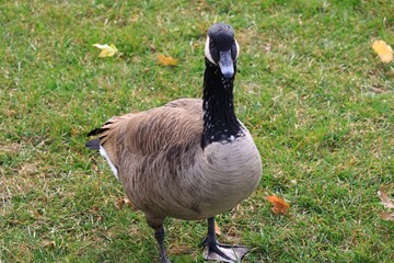 Canada goose（カナダ雁）