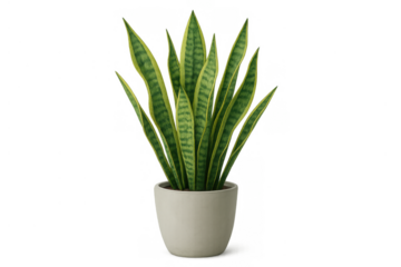 Snake plant in a pot, dracaena trifasciata, isolated houseplant for home decor, transparent background