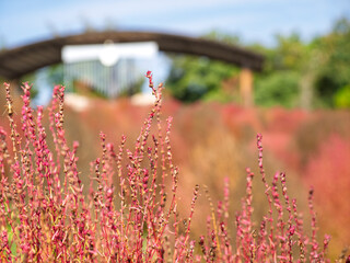 秋風に染まる箒草の丘