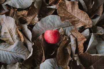 落ち葉の上のりんご