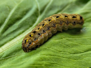 The caterpillars (larvae) are greenish brown with a pattern of black and yellow spots, on a green vegetable with holes, indicating feeding activity. Macro photo.