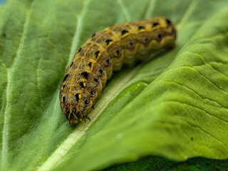 The caterpillars (larvae) are greenish brown with a pattern of black and yellow spots, on a green vegetable with holes, indicating feeding activity. Macro photo.