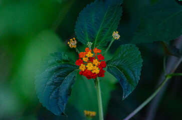 Flor de color Roja
