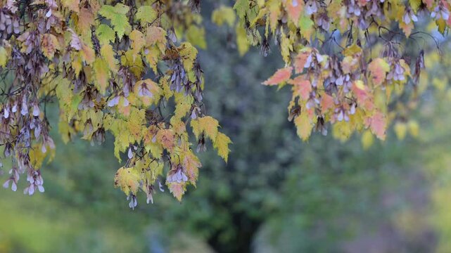 Autumn maple seeds and multicolored leaves hanging from branches