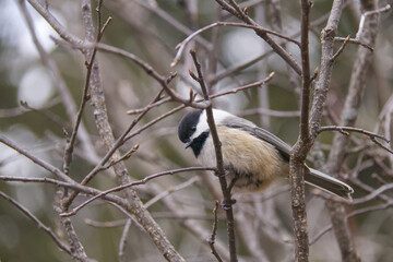 Black-capped Chickadee in a Tree