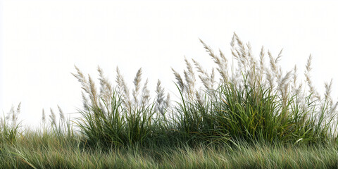 Fototapeta premium Field of green grass with delicate fluffy heads, capturing the natural beauty and serenity of the outdoors. The vibrant green creates a contrast with the fluffy heads.