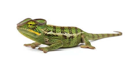 Obraz premium A vibrant green chameleon in a dynamic pose, showcasing its intricate scales and texture on isolated white background, perfect for commercial use in design, education, or inspiration.