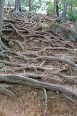地面から剥き出しになった木の根