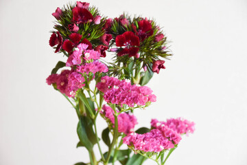 撫子とスターチス