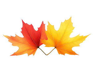 Obraz premium Vibrant colorful maple leaf pair creates cheerful autumn illustration