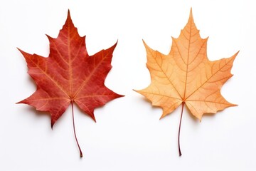 Obraz premium Sweet gum leaves leaf plant maple.