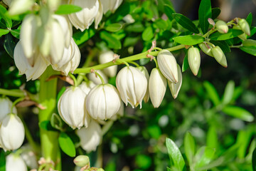 Yucca gloriosa アツバキミガヨラン