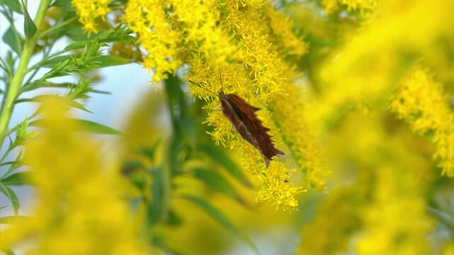 風に揺れるブタクサの黄色い花で蜜を吸うツマグロヒョウモン