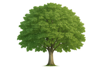 Green deciduous tree with lush foliage, representing nature, ecology, growth, and environment on transparent background