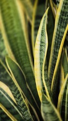 Close up of aloe vera plant.Beautiful green and yellow snake plant leaves in natural light. Perfect for background, minimal nature concept, or indoor plant decoration.