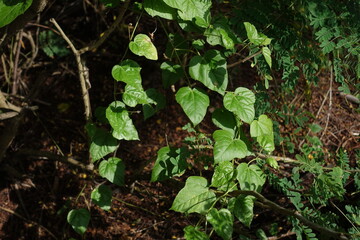 Green leaves in natural forest sunlight with textured branches and earthy background.