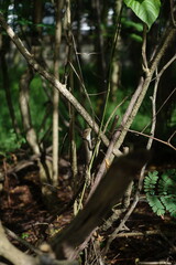Brown lizard climbing on tree branches in natural sunlight, forest habitat background, nature wildlife close-up