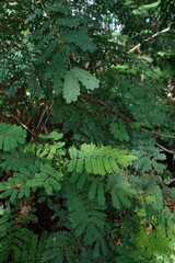 fern leaf in the forest