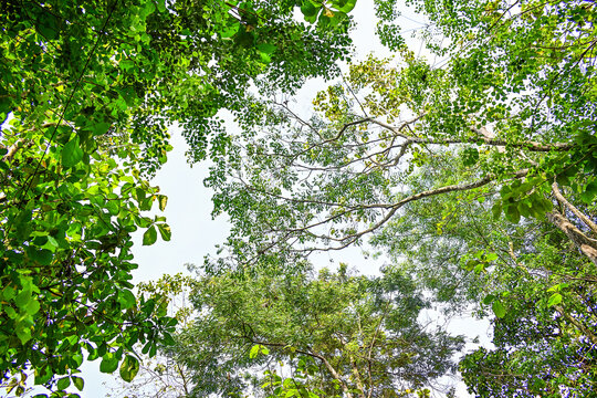 Low angle of trees with green leaves. POV. bottom.