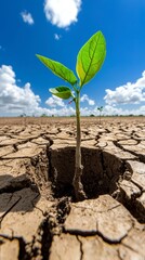 Resilient Sapling in Dry Cracked Earth