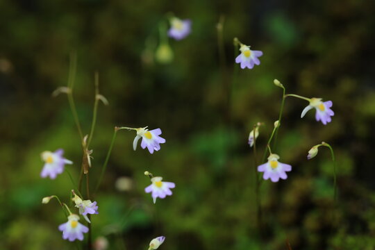 Striped Bladderwort  (Utricularia striatula) is a small insectivorous herb.
A delicate epiphyte of mossy trees or rocks. 
Khao Yai national park, THAILAND 
