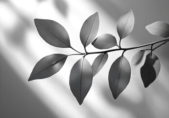 Grayscale leaves in sunlight, delicate branching stem shown
