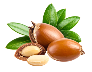 Argan nuts isolated on transparent png