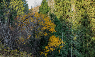 autumn leaves on the wall