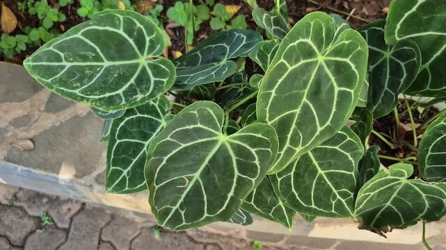 Anthurium crystallinum, which in Indonesia is known as elephant ear. This plant is often used as an indoor ornamental plant because of the beauty of its leaves.