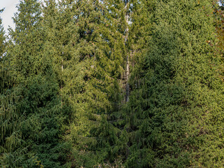 green moss covered with moss