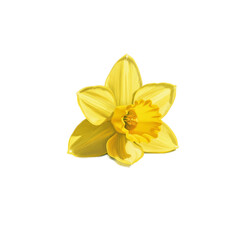 Golden Daffodil Flower Isolated Yellow Background Realistic Photo