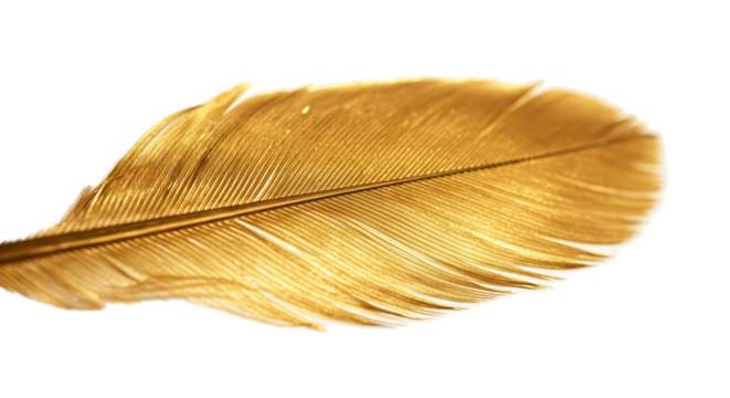 Golden Feather Isolated Soft Light and Shadow