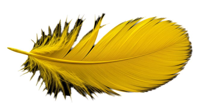 Golden Feather Isolated Transparent Background Soft Lighting Realistic Photo