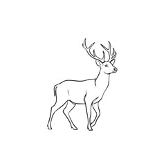 Deer outline drawing in vector