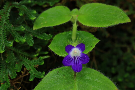 Microchirita Rupestris (yat muang) , Herb 70 cm high on limestone in mixed-deciduous forest. Flower violet with white line. 
Umphang ,Tak ,THAILAND 
