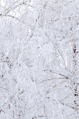 Snow and frost covered branches tree, winter scenery background, closeup frozen texture, outdoor nature landscape, natural wintry view. Cold season aesthetic botanical pattern, beauty of winter