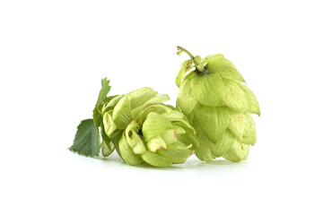 Close-Up of Fresh Green Hops on a White Background