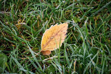 Yellow Leaf Resting on Frosty Grass in an Autumn Morning Scene