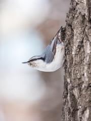 Eurasian nuthatch or wood nuthatch, lat. Sitta europaea, sitting on a tree trunk with a blurred background.