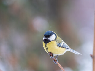 Fototapeta premium Cute bird Great tit, songbird sitting on the nice branch with beautiful autumn background