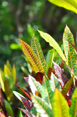 Codiaeum variegatium Blume or Croton, Variegated Laurel or Garden Croton or red leaf
