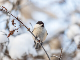 Fototapeta premium Cute bird the willow tit, song bird sitting on a branch without leaves in the winter.