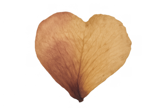 Dried flower petal shaping a heart, symbolizing fragile love, decay, and romance on a transparent background