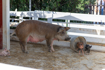 Mother pig standing near piglets on farm pen outdoors