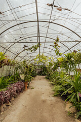 Tropical Greenhouse Tunnel with Lush Plants